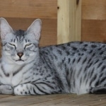 Alex Egyptian Mau silver male DOB 4/3/19