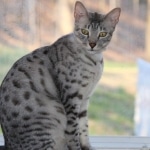 Alex Egyptian Mau silver male DOB 4/3/19
