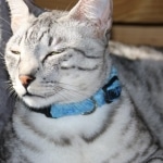 Alex Egyptian Mau silver male DOB 4/3/19