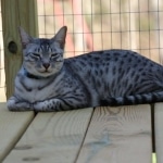 Alex Egyptian Mau silver male DOB 4/3/19