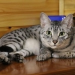 Alex Egyptian Mau silver male DOB 4/3/19