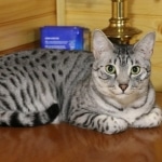 Alex Egyptian Mau silver male DOB 4/3/19