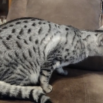 Alex Egyptian Mau silver male DOB 4/3/19