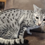 Alex Egyptian Mau silver male DOB 4/3/19