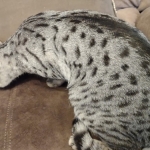 Alex Egyptian Mau silver male DOB 4/3/19