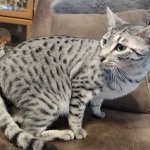 Alex Egyptian Mau silver male DOB 4/3/19