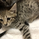 Eliana, F-2B savannah female DOB 6/2/19