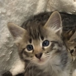 Eliana, F-2B savannah female DOB 6/2/19