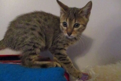 Emi mau bronze female