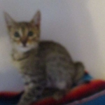 Emi, Mau, bronze, female