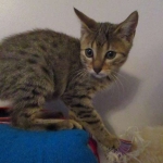 Emi, Mau, bronze, female