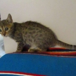 Emi, Mau, bronze, female