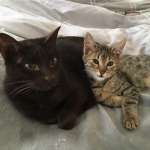 Emi, Mau, bronze, female, and friend