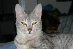 Eowyn F-6A Savannah Silver Female DOB 9-29-14