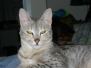 Eowyn F-6A Savannah Silver Female DOB 9-29-14