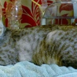 Eowyn , First birthday b