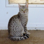 Eowyn at 5 months.jpg