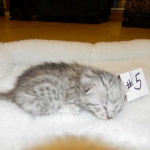 F-6A Savannah #5 Silver Female DOB 92914 003-800