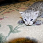 Savannah F-6A silver female #5 DOB 9-29-14 005-800
