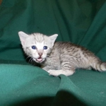 Savannah F-6A silver female #5 DOB 9-29-14 006-800