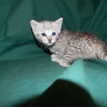 Savannah F-6A silver female #5 DOB 9-29-14 012-800