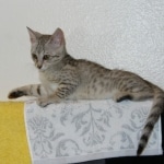 eowyn 12-17