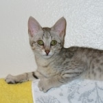 eowyn 12-17a
