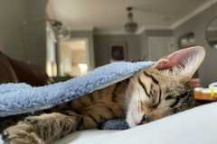 Ham Egyptian Mau Bronze Male #3 DOB 5-11-21