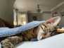 Ham Egyptian Mau Bronze Male #3 DOB 5-11-21