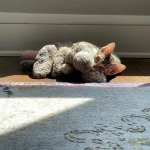 Ham, Mau, Bronze Male DOB 5-11-21