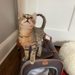 Ham, Mau, Bronze Male DOB 5-11-21