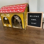 Ham, Mau, Bronze Male DOB 5-11-21