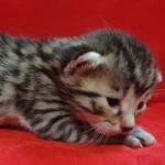 Mau, Bronze Male DOB 5-11-21