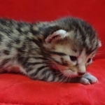 Mau, Bronze Male DOB 5-11-21