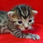 Mau, Bronze Male DOB 5-11-21