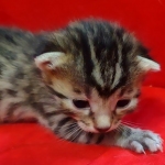 Mau, Bronze Male DOB 5-11-21