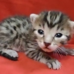 Mau, Bronze Male DOB 5-11-21