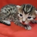 Mau, Bronze Male DOB 5-11-21