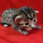 Mau, Bronze Male DOB 5-11-21