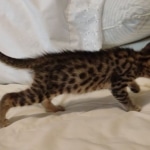 Mau, Bronze Male DOB 5-11-21