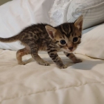 Mau, Bronze Male DOB 5-11-21