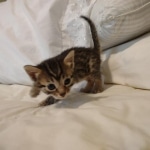 Mau, Bronze Male DOB 5-11-21