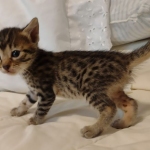 Mau, Bronze Male DOB 5-11-21