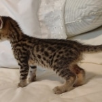 Mau, Bronze Male DOB 5-11-21