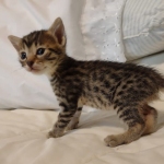 Mau, Bronze Male DOB 5-11-21