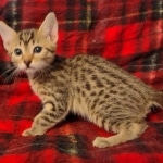 Mau, Bronze Male DOB 5-11-21
