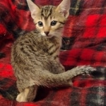 Mau, Bronze Male DOB 5-11-21