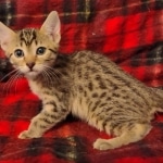 Mau, Bronze Male DOB 5-11-21