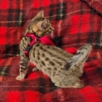 Mau, Bronze Male DOB 5-11-21