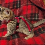 Mau, Bronze Male DOB 5-11-21